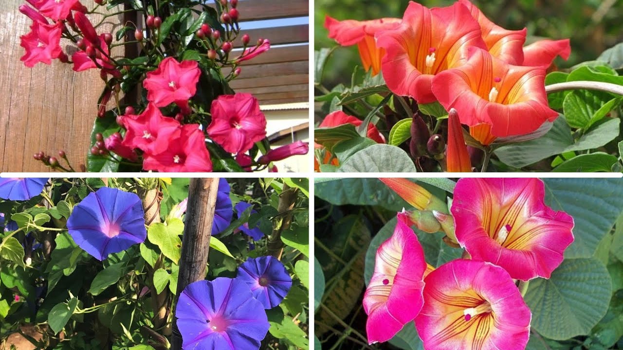 Como plantar e conduzir IPOMÉIA AFRICANA, IPOMÉIA RUBRA E IPOMÉIA PURPURA (AZUL)