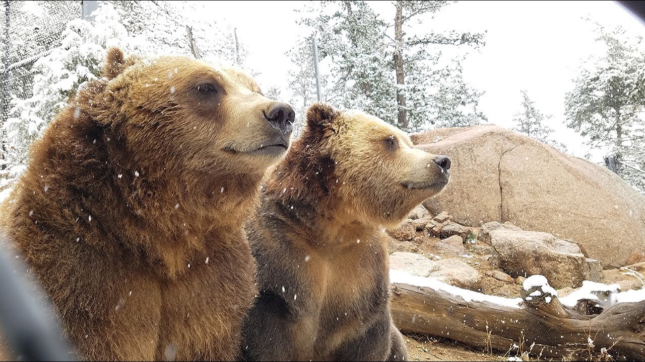 From Nuisance to New Beginnings: Emmett and Digger’s Second Chance at CMZoo