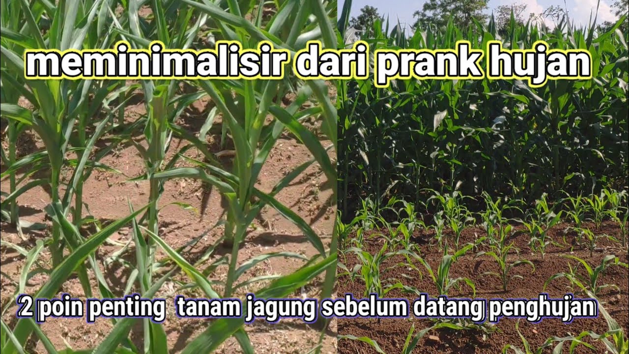 kapan waktunya menanam jagung dilahan tadah hujan