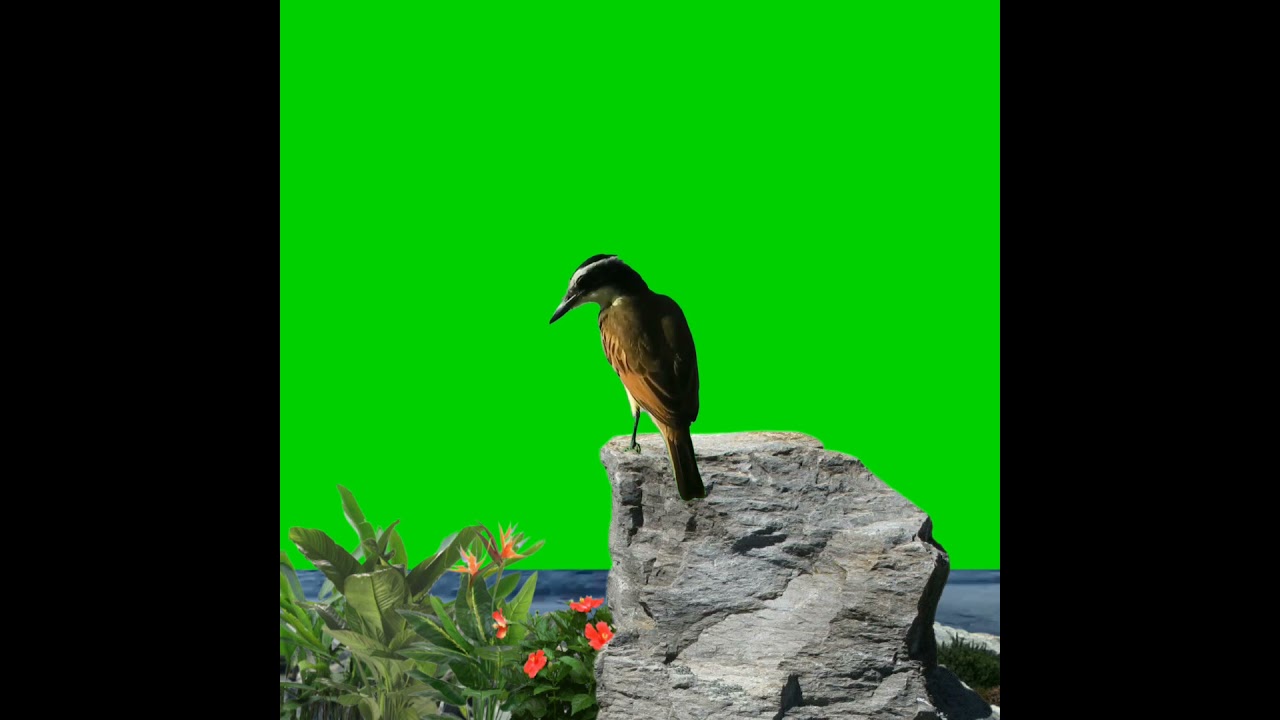 bird green screen