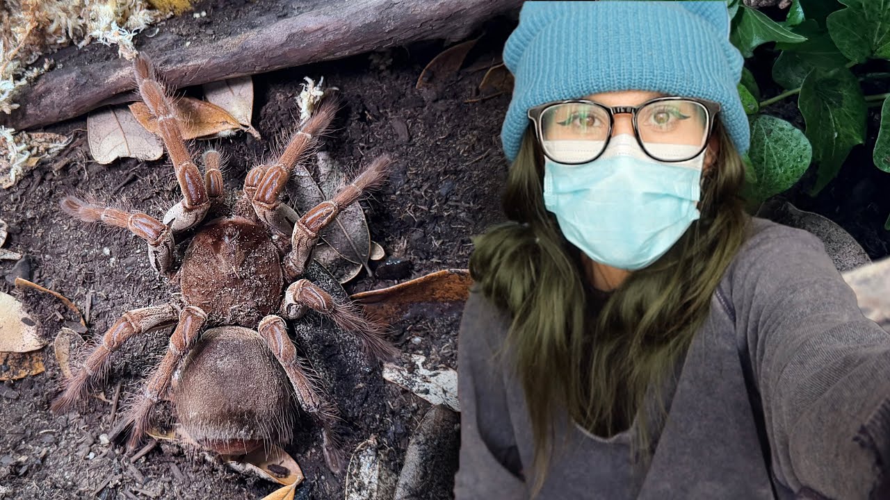 GIANT HISSING SPIDER gets the LARGEST ENCLOSURE BUILD I'VE EVER DONE - Goliath Bird Eating Tarantula