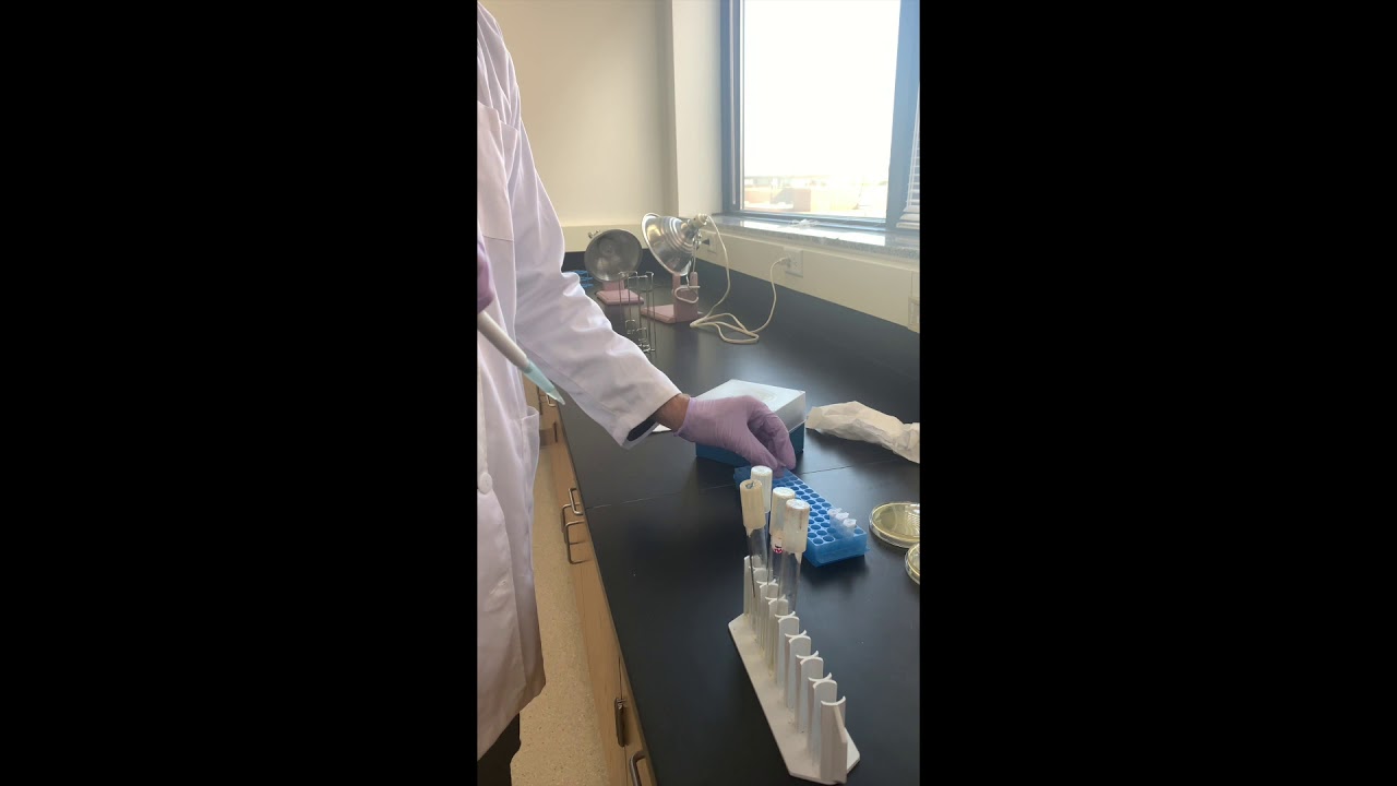 Bacteriophage - Molten Agar to T4 & E. coli