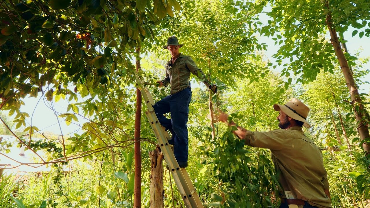 The Art of Management in Syntropic Agriculture