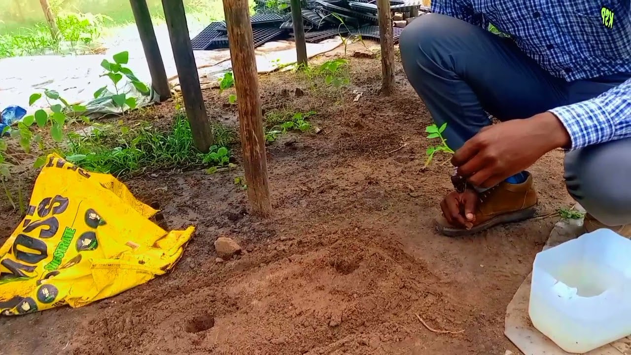 JINSI YA KUTIBU UDONGO WAKATI WA KUHAMISHA  MICHE SHAMBANI.