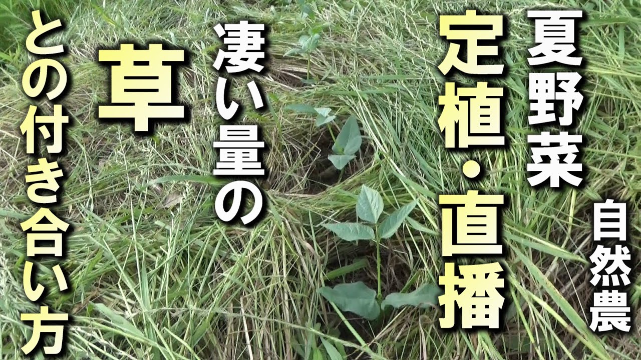 【自然農】凄い量の「草」とどう付き合う？夏野菜の定植・種まき　2025年5月26日【natural farming】