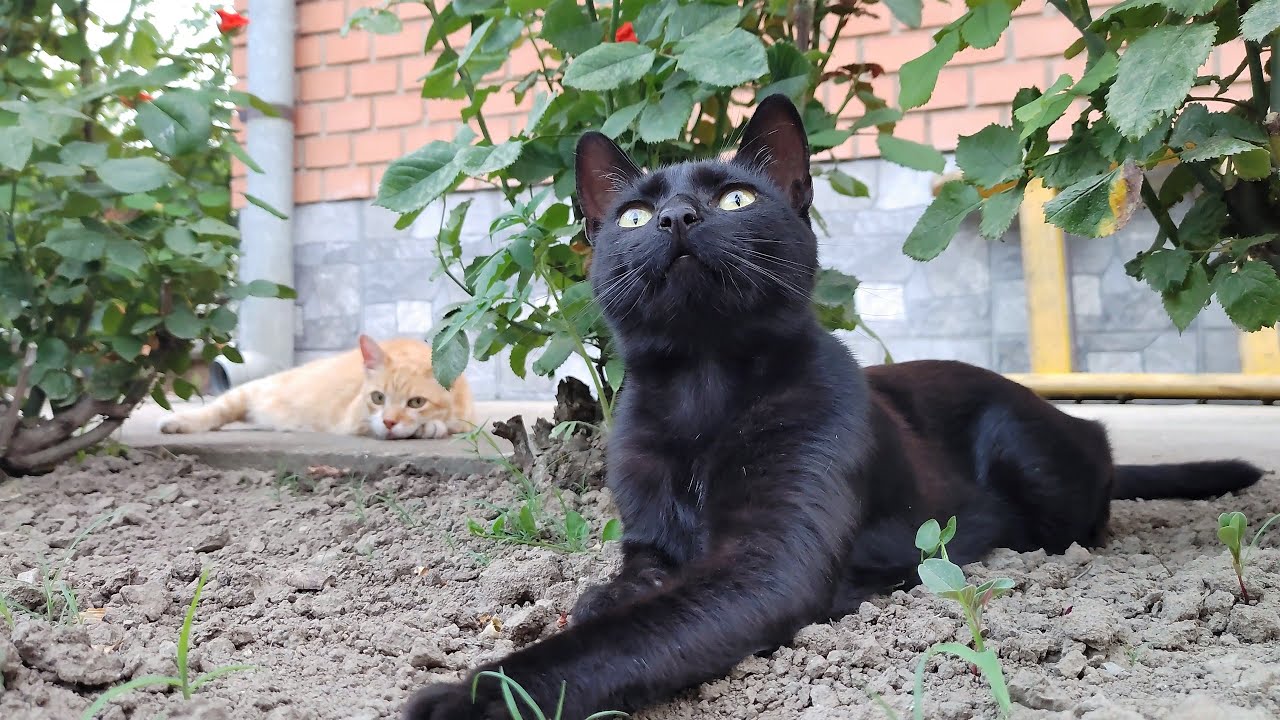 Relaxing Cat Video 171