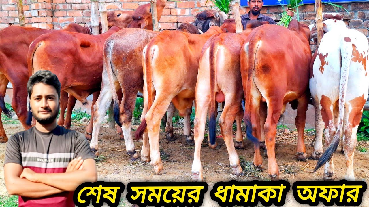 @ ২৩/০২/২৬/ রাতের আধারে  হিলি সিমান্তের  রিয়াদ এগ্রো থেকে ১০০% শাহীওয়াল ষাঁড় বাছুর গরু মেলা #cow 