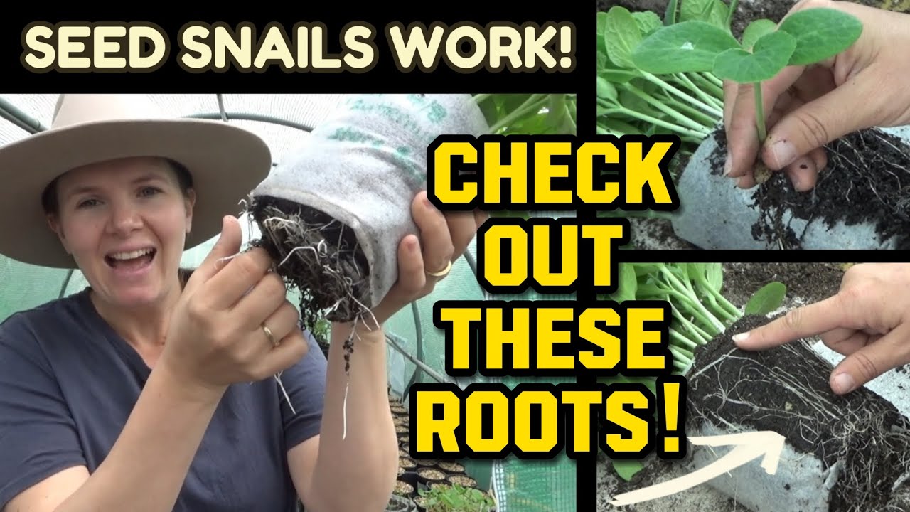 Улитки из семян работают! | Посадите семена таким образом, чтобы получить здоровую рассаду | Авст...