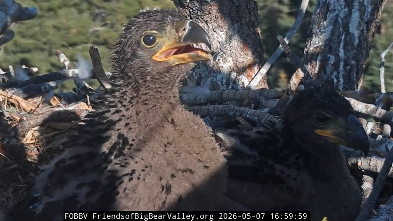 FOBBVCAM Eagles🦅 Sandy Practices Bird Calls📣 with Luna on Standby📞 2026 May 7