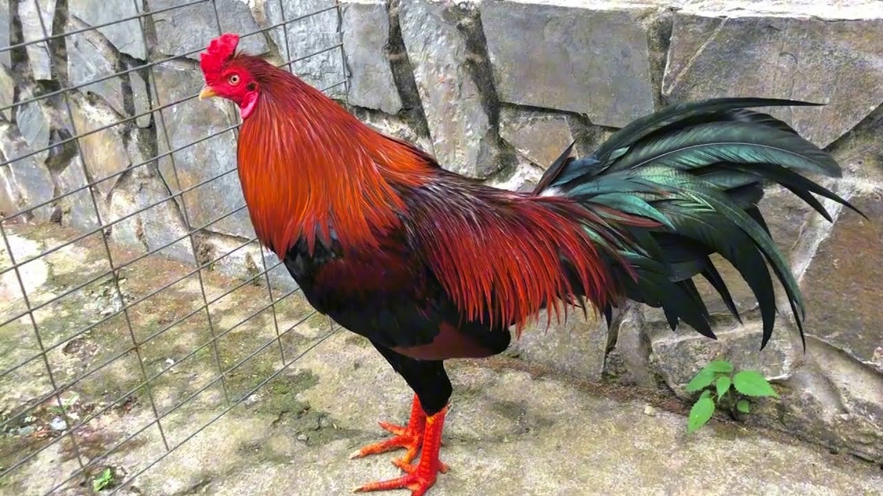 Top 1 most beautiful chicken in the last 1 hours