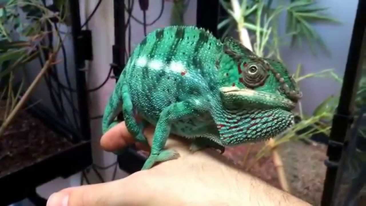 Safari Reptiles Receives a trio of NOSY BE Panther Chameleons!!!