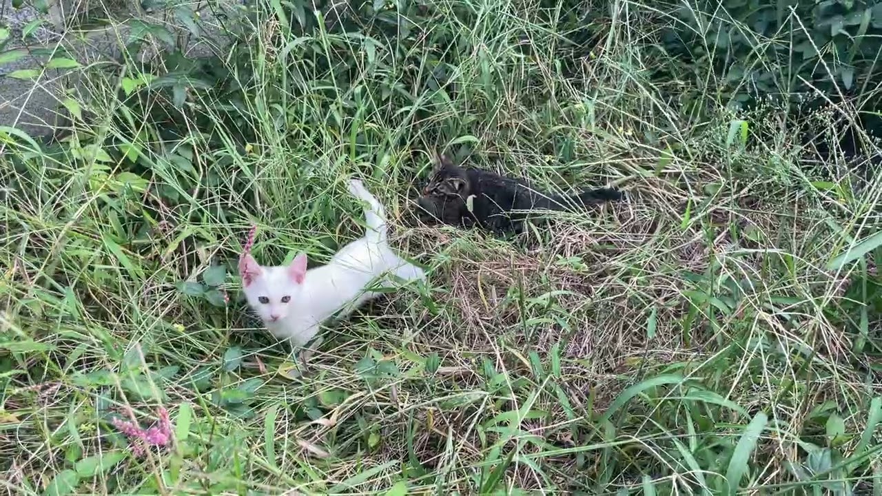 Kittens in the woods.