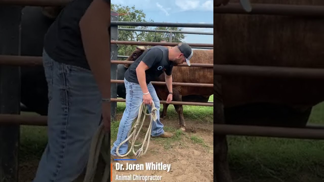 Chiropractor adjustment a BULL!?