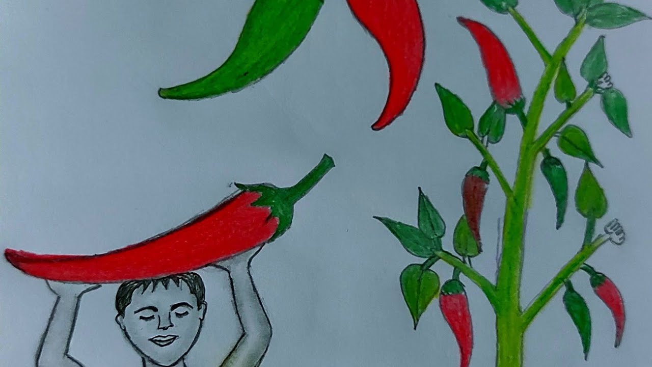কাঁচা মরিচ /Green chillies/How to draw Green Chillies. কাঁচা মরিচের ছবি আঁকা