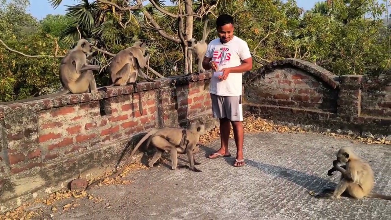 Ghar ma aya  Mehemana Badam Khane #viral #everyone #humanity #viralvideos #animals #everyone