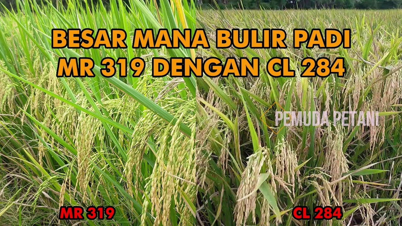 PERBANDINGAN BULIR PADI MR 319 VS CL 284