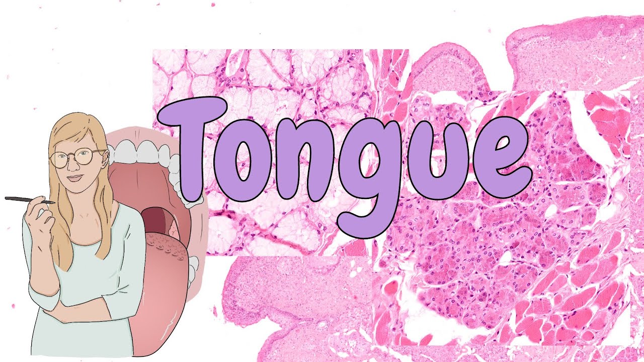 Tongue - digestive system histology