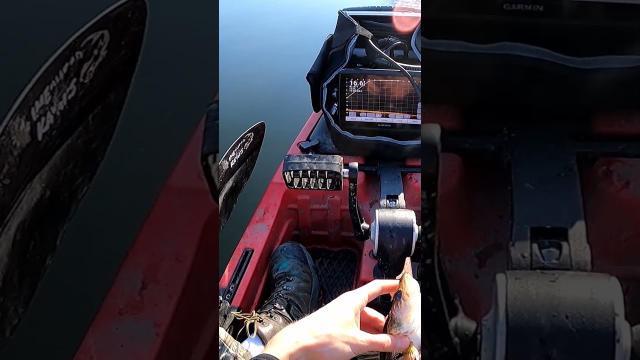 These Fish are SO AWESOME!! #saugeye #Red Camo Crossing