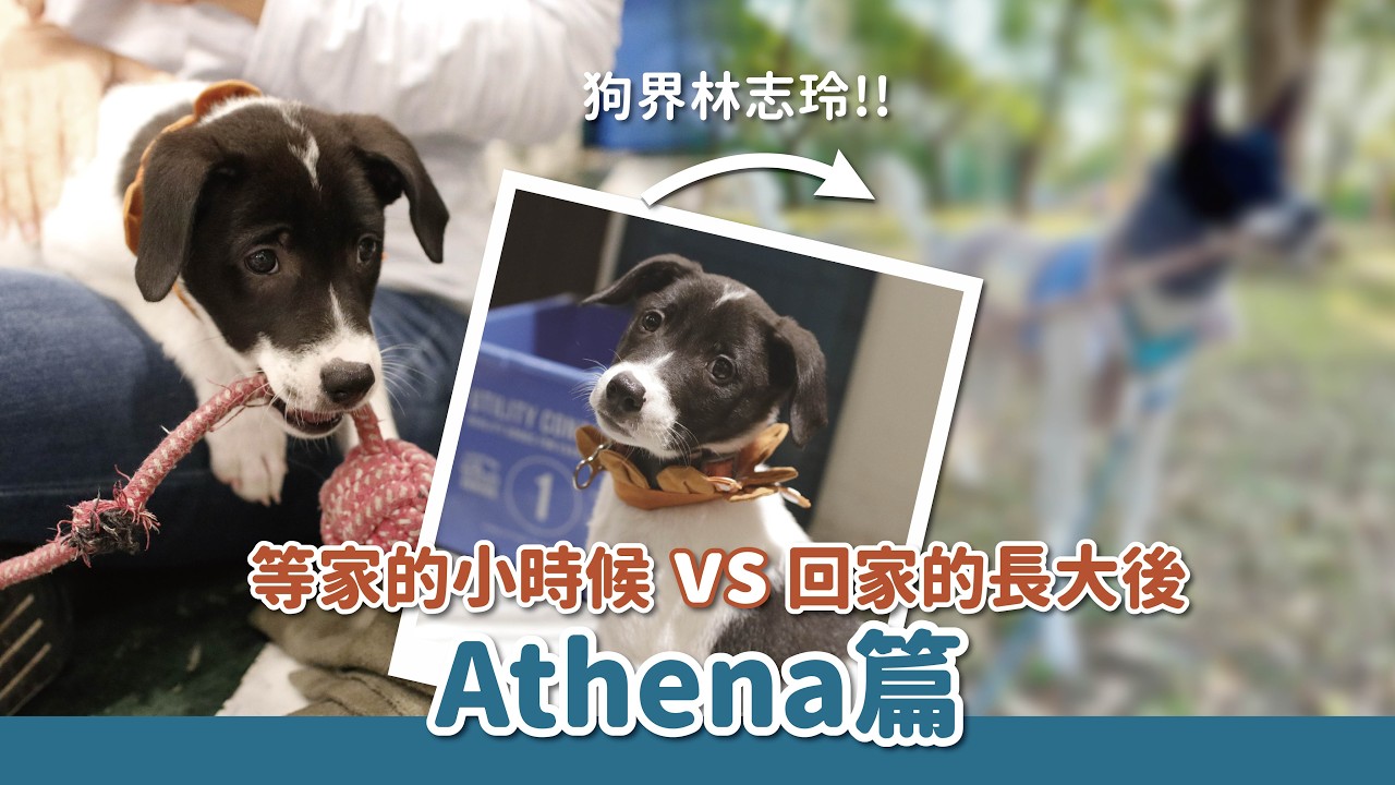 等家的小時候VS回家的長大後-Athena篇