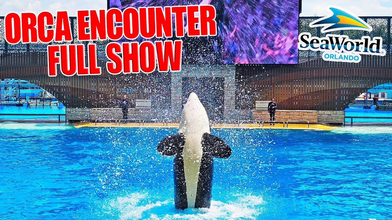 Orca Encounter at SeaWorld Orlando (2025) [4K]