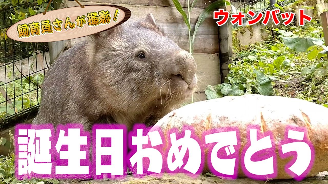 ウォンバットのこんな幸せそうな表情 見たことない！（Wombat）