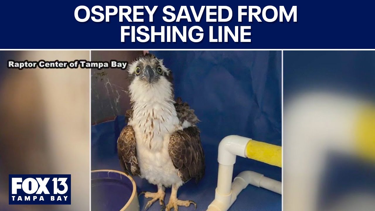 Osprey saved from fishing line