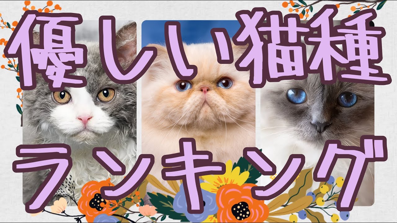 かわいい!!やさしい猫種ランキング