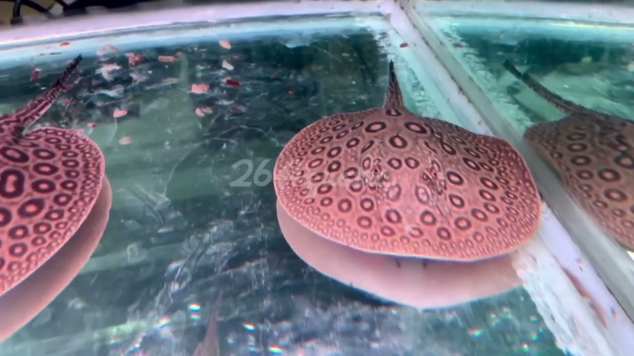 Pearl Stingray 2206