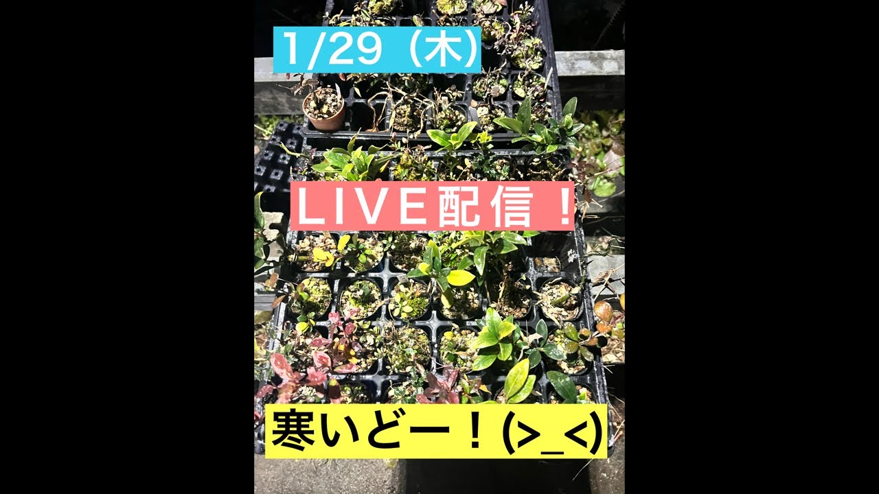まるなかBONSAI がライブ配信中！