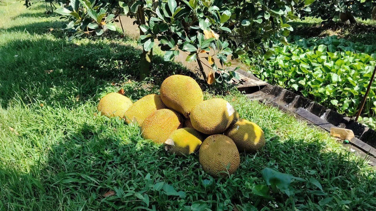 Thu hoạch mít ruột đỏ ở hậu Giang và cái kết không ngờ.