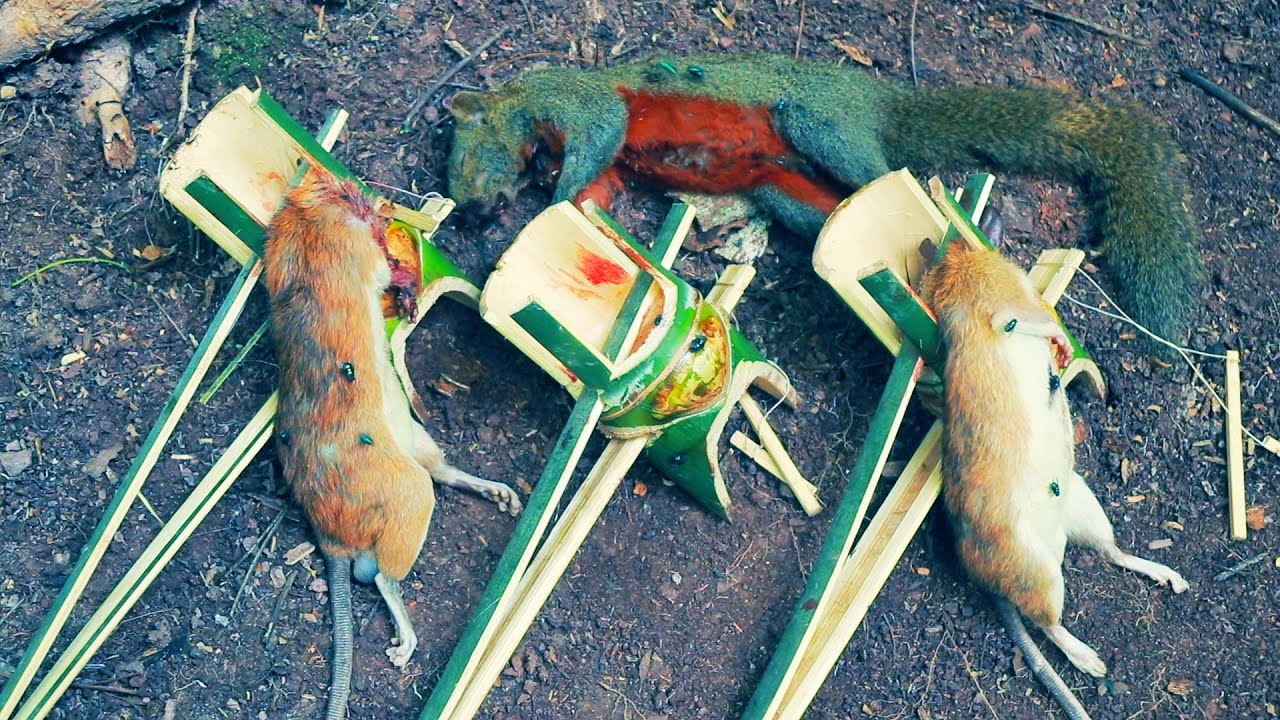 create special nice trap to catch squirrels look what I get really nice natural foods
