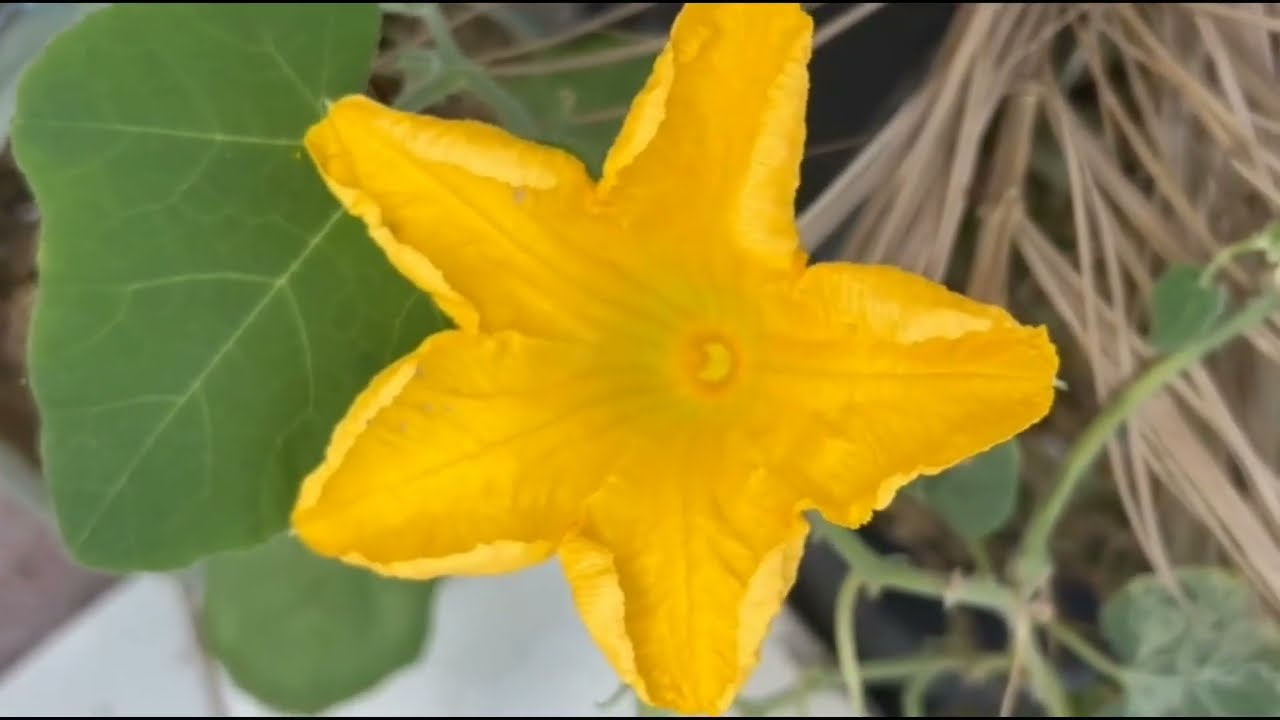 ശ്രേയക്ക് അരവിന്ദ് ഇട്ടുകൊടുത്ത പാദ്സരം ചാരുന്റെ കയ്യിൽ എത്തുമ്പോൾ ശ്രേയയുടെകള്ളംമനസ്സിലാക്കുന്നുഹേമ
