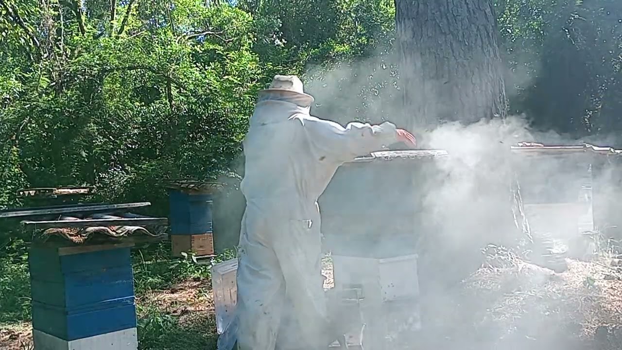 Começando a colheita de mel da primavera.