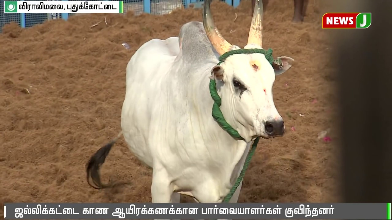 விராலிமலை வாடிவாசலில்  சீறிவரும் காளைகள்  || jallikattu