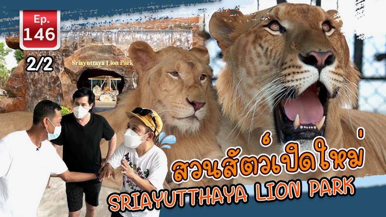 Sriayuthaya Lion Park สวนสัตว์เปิดใหม่ล่าสุด  - เพื่อนรักสัตว์เอ๊ย EP. 146 [1/2]