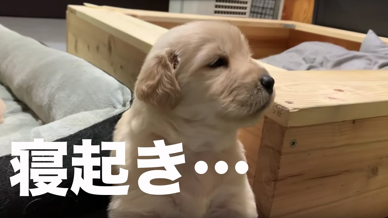 無編集：本日のこいぬとの暮らしの風景15分