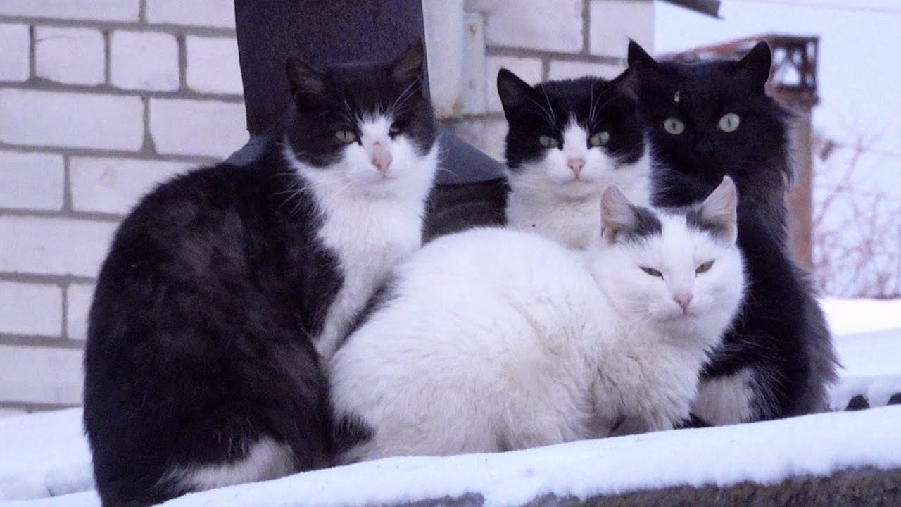 Cats sing songs very loudly