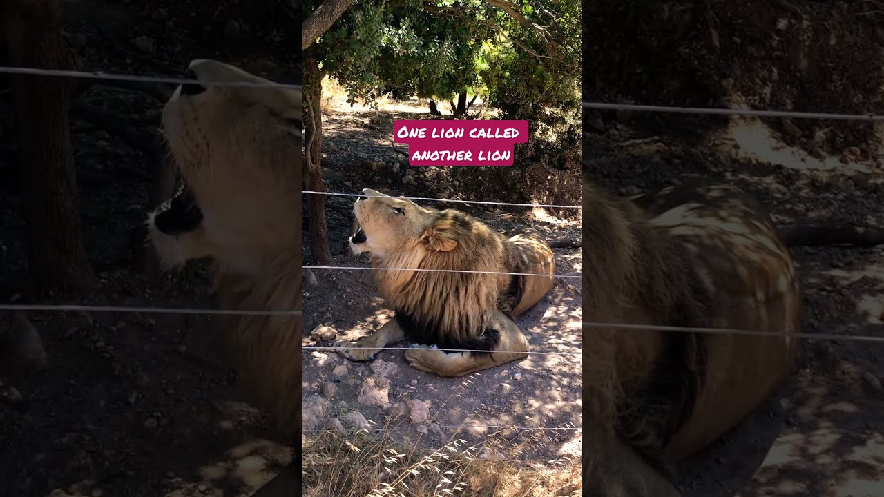 A Lion roar sound effect | one lion called another lion | Rear scene | Must see this#shorts