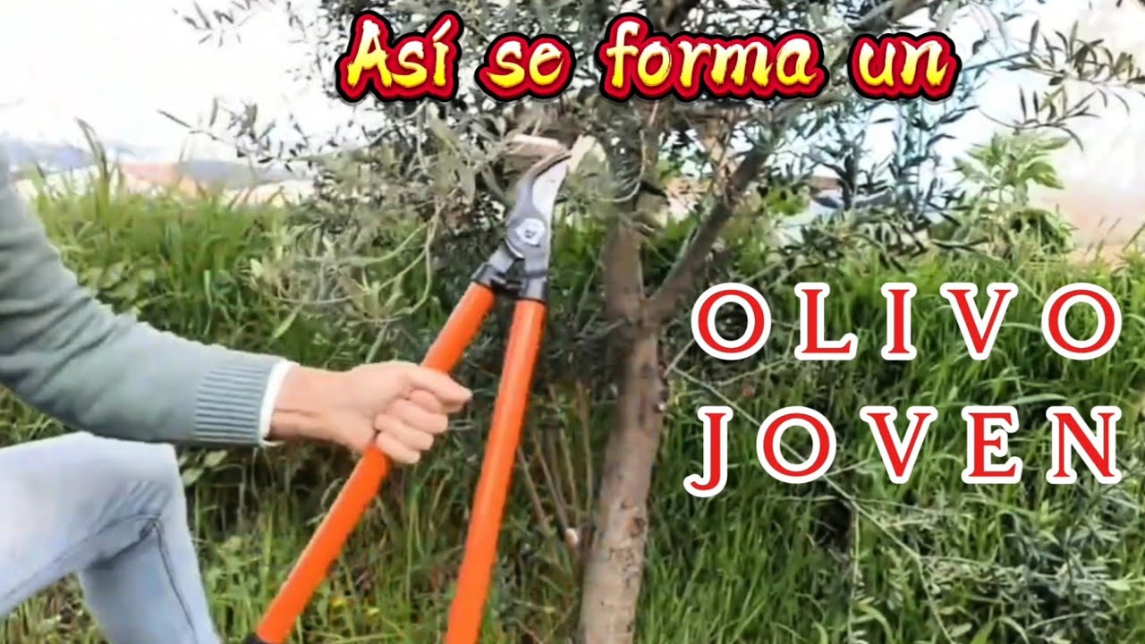 📌 ¿Tienes un | OLIVO JOVEN sin podar | ? Esta es la poda que necesita