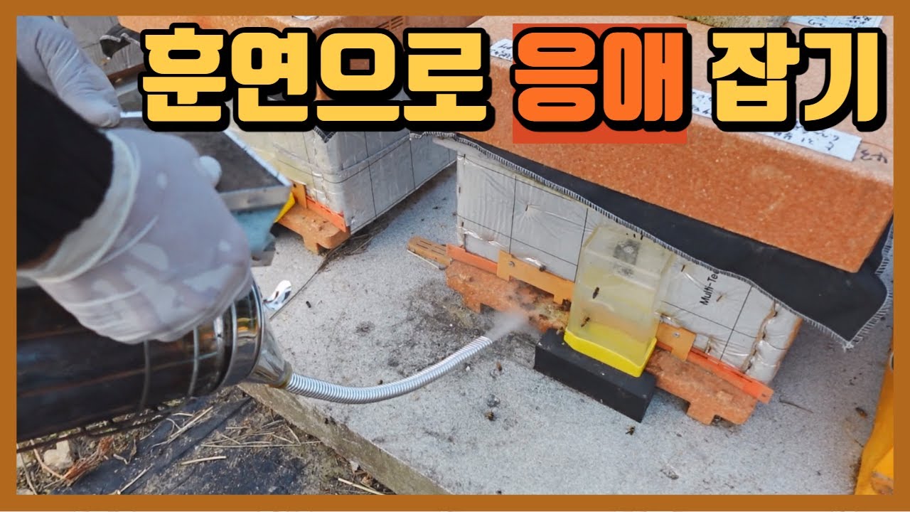 월동사양 마무리 단계 / 마이탁 훈연으로 응애 처리