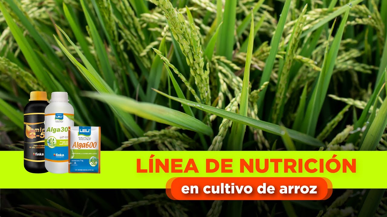 Arroz: mayor crecimiento radicular y vegetativo
