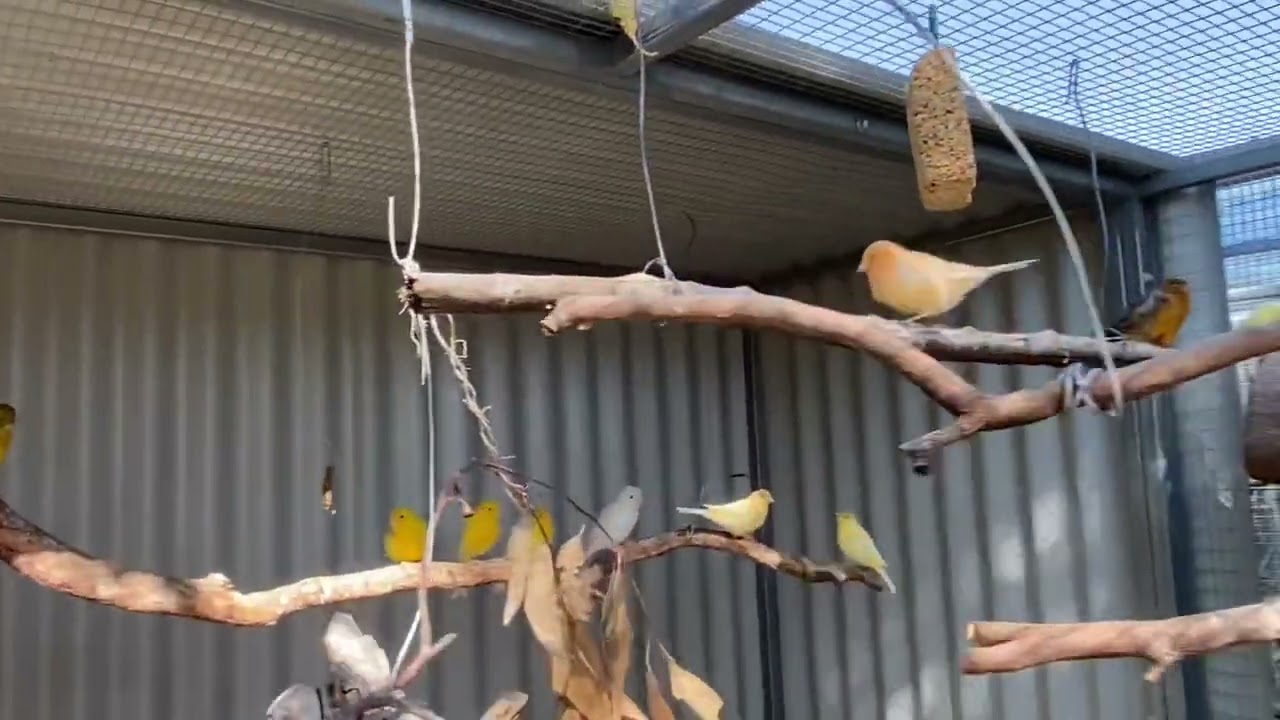 The canary aviary