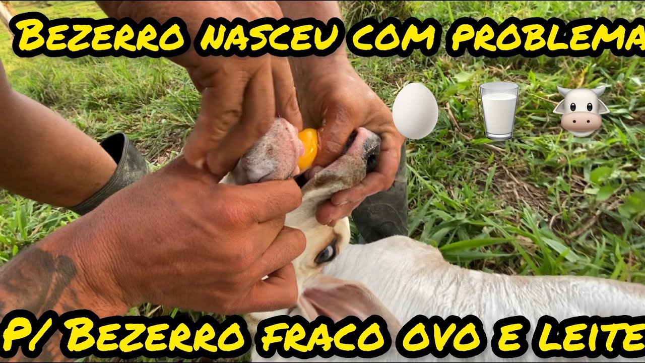 Bezerro nasceu com problemas e não consegue mamar tivemos q da leite e ovo