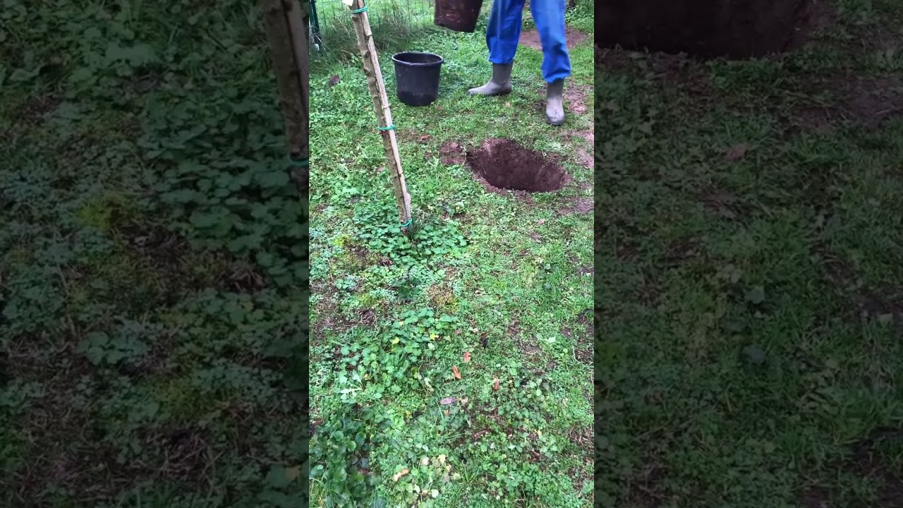Planter un prunier reine-claude avec Judo
