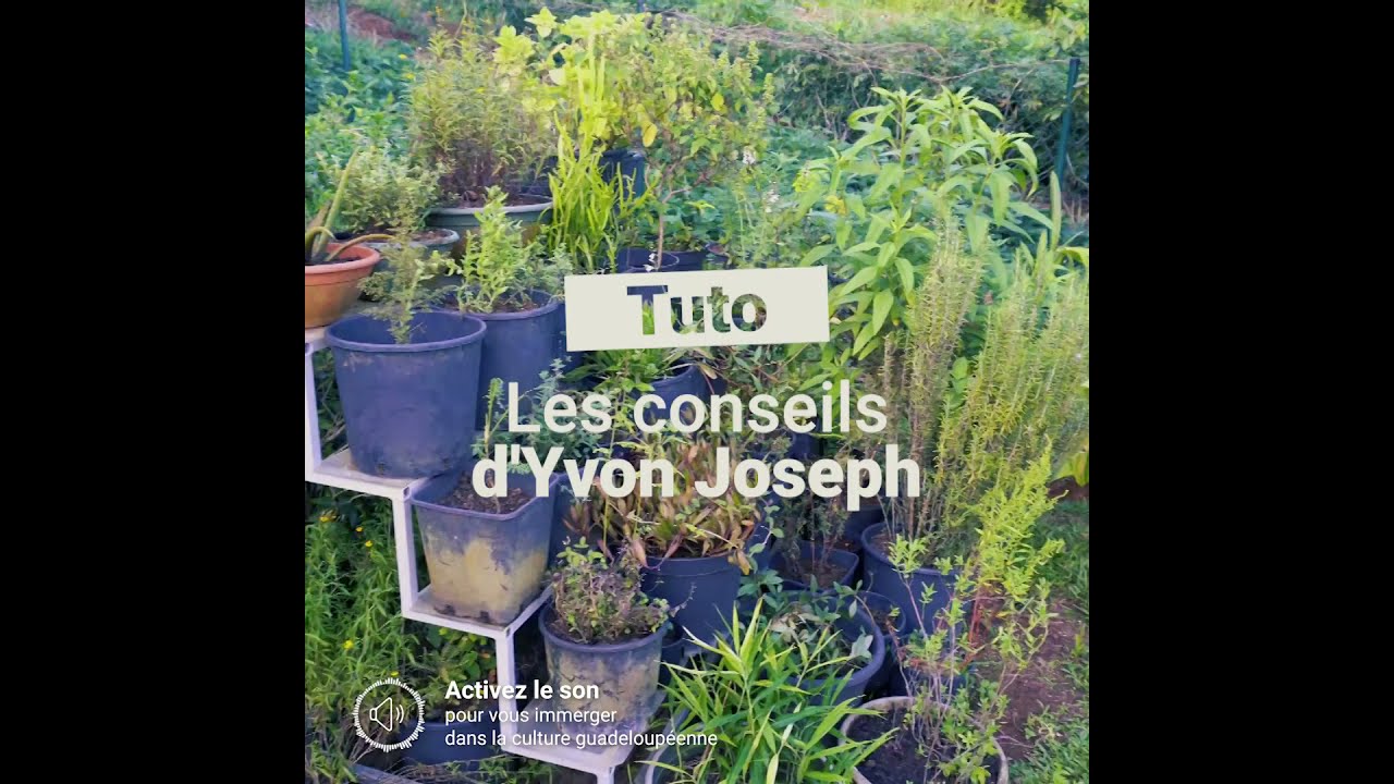 Tutorial - Réussir la mise en pot de son arbre fruitier