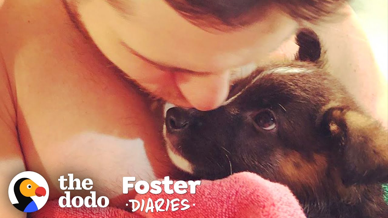 Family Fosters A Pair Of Puppies — And The Dad Falls In Love | The Dodo