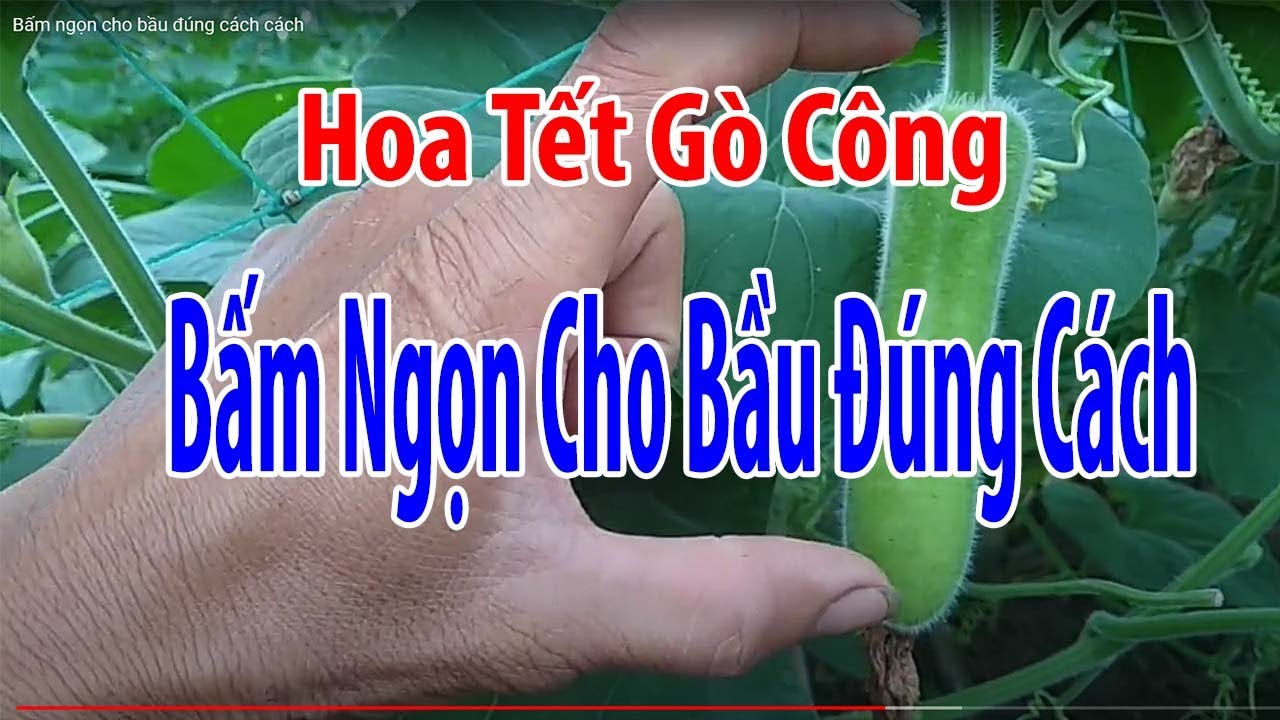 Bấm ngọn cho bầu đúng cách cách