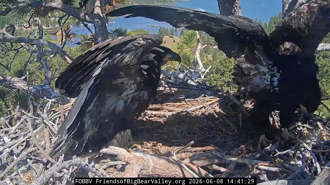 Big Bear Bald Eagles 2026.6.8 🪶Flap, flap! Sandy and Luna are flapping their wings a lot.😍