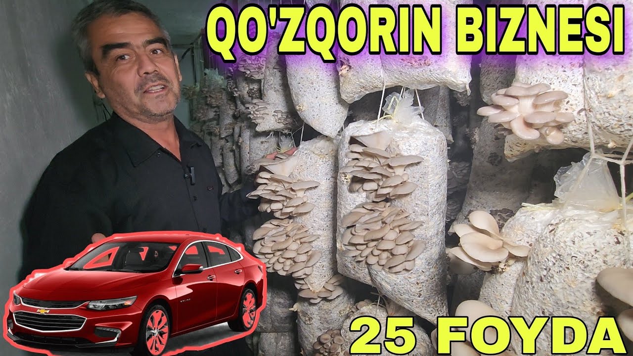 Qo'ziqorin biznesi foydali video daromadli kamchiqim albatda ko'ring
