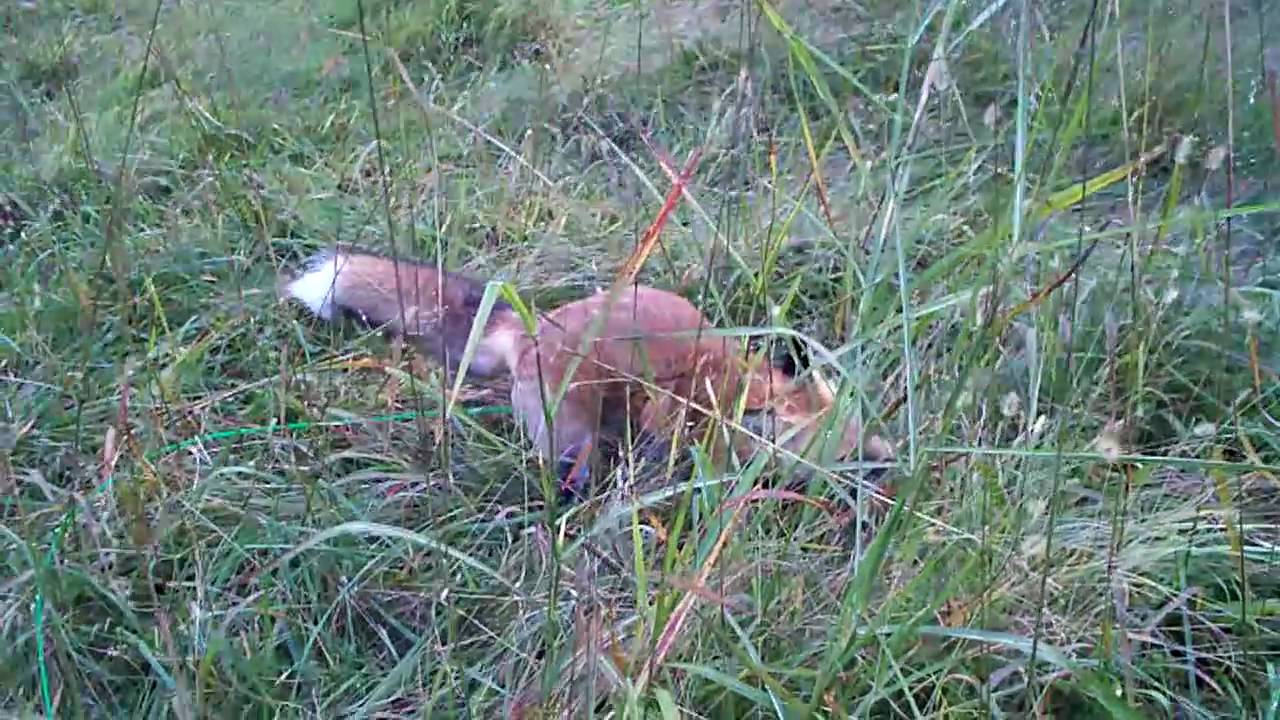 Frolicking in the field grass - pet red fox Ron